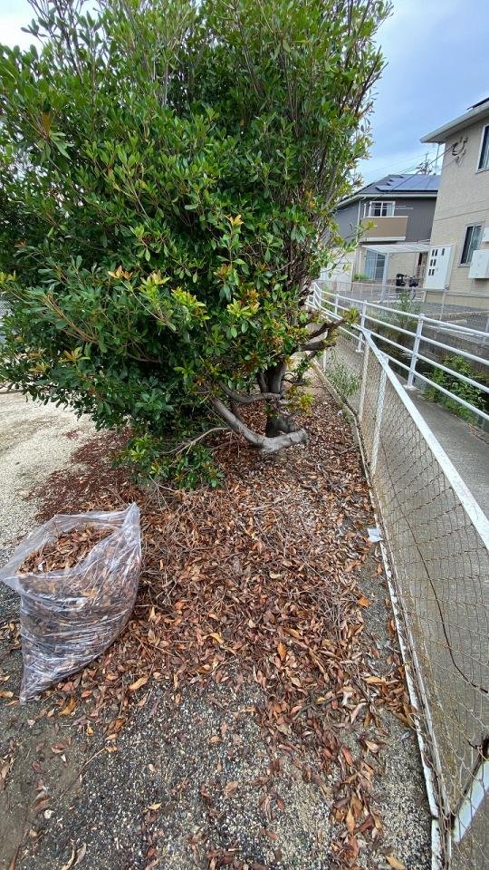 サンパレス小山枯葉回収前①